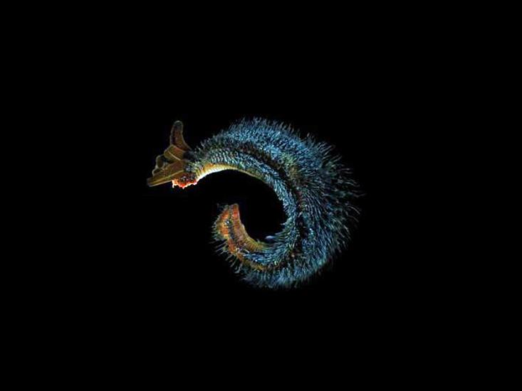 pompeii worm sized.jpg
