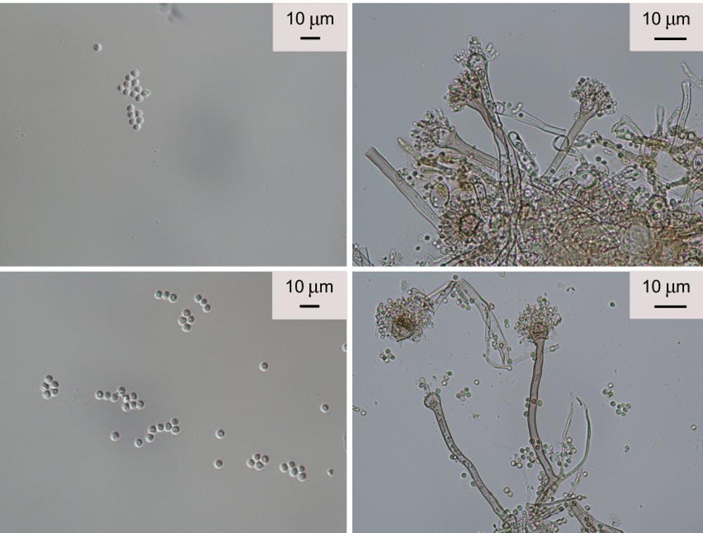 spores