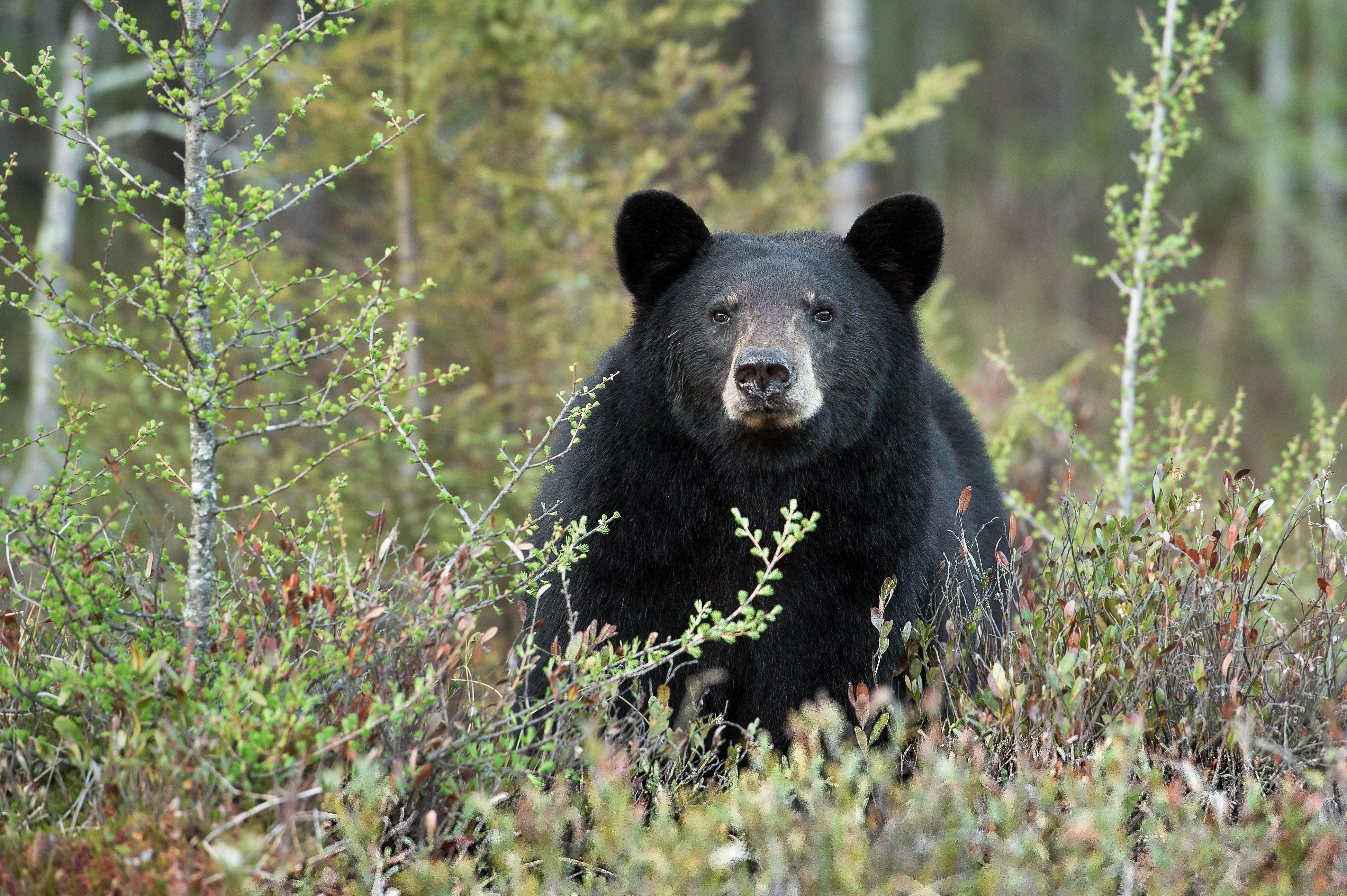 Black Bear