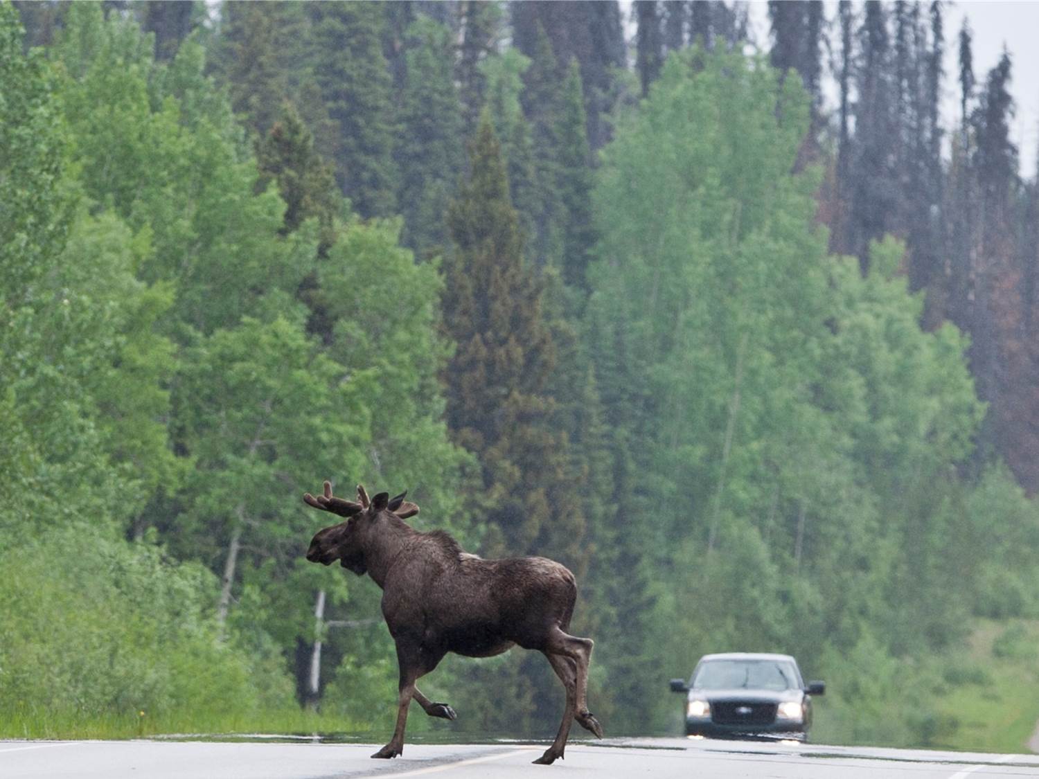 moose on road.jpg