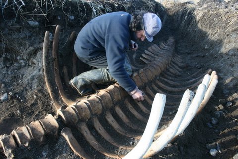 Sea Cow 1
