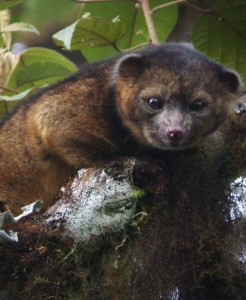 The elusive olinguito was finally given its species due in August.
