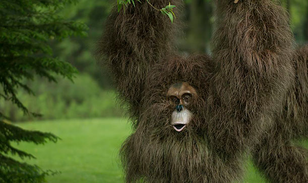 Bornean and Sumatran orangs