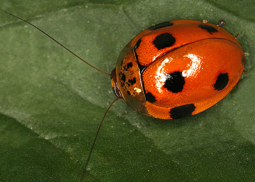 Prosoplecta_sp.jpg
