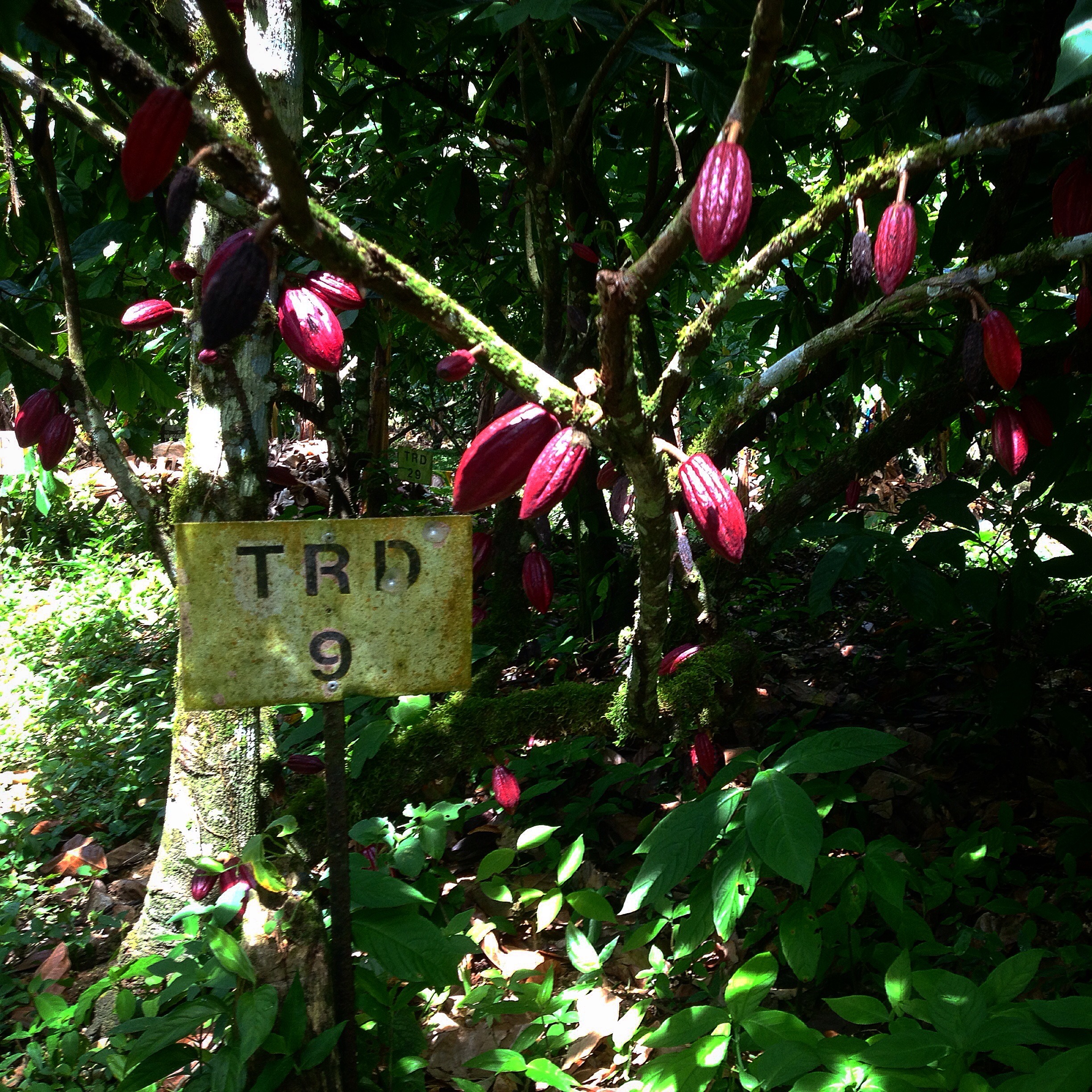 Cacao