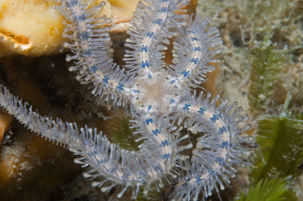 Macrophiothrix spongicola