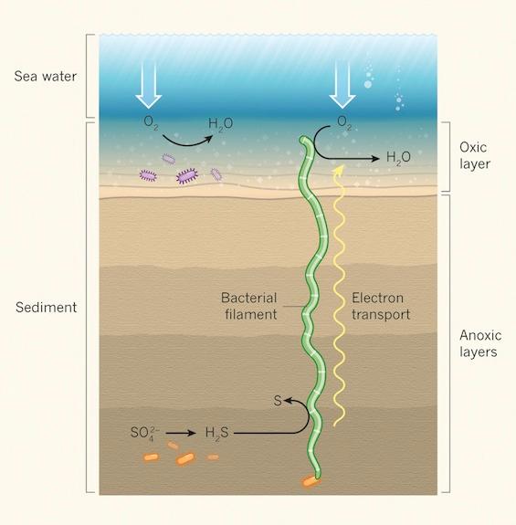 bacteria conduct electrons