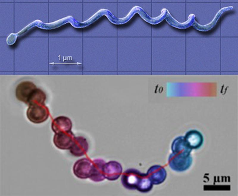 spirochete-swimmer.jpg