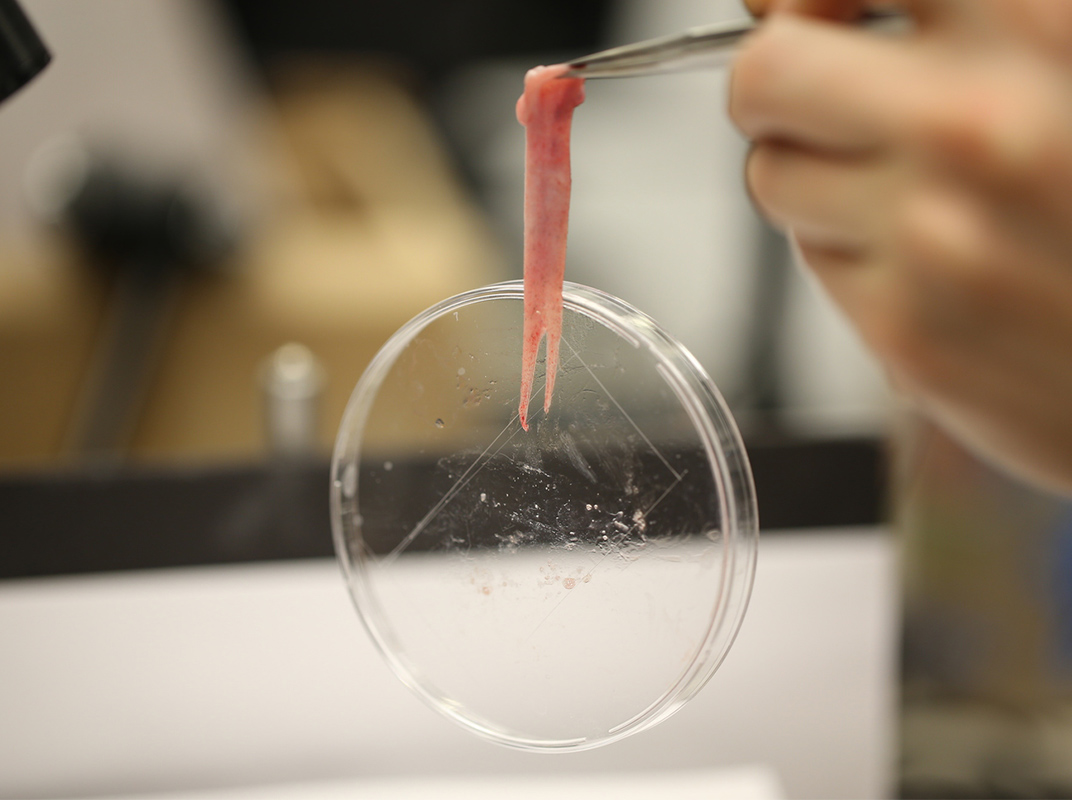 Frog tongue holding up a petri dish just with its stickiness.
