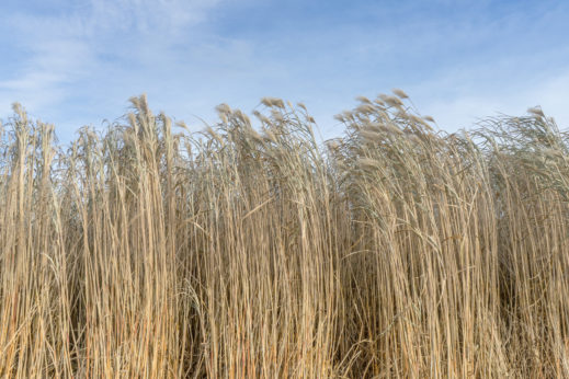 Carrizo-Cane-Giant-Reed-Biofuel-519x346.jpg