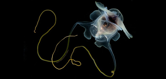 Sea butterflies