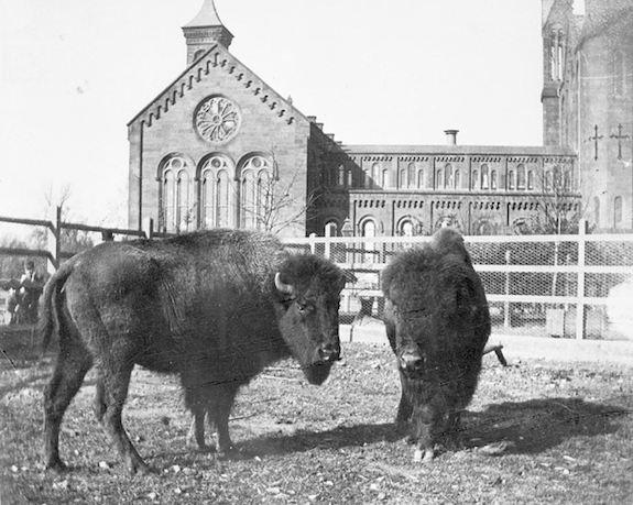 American bison
