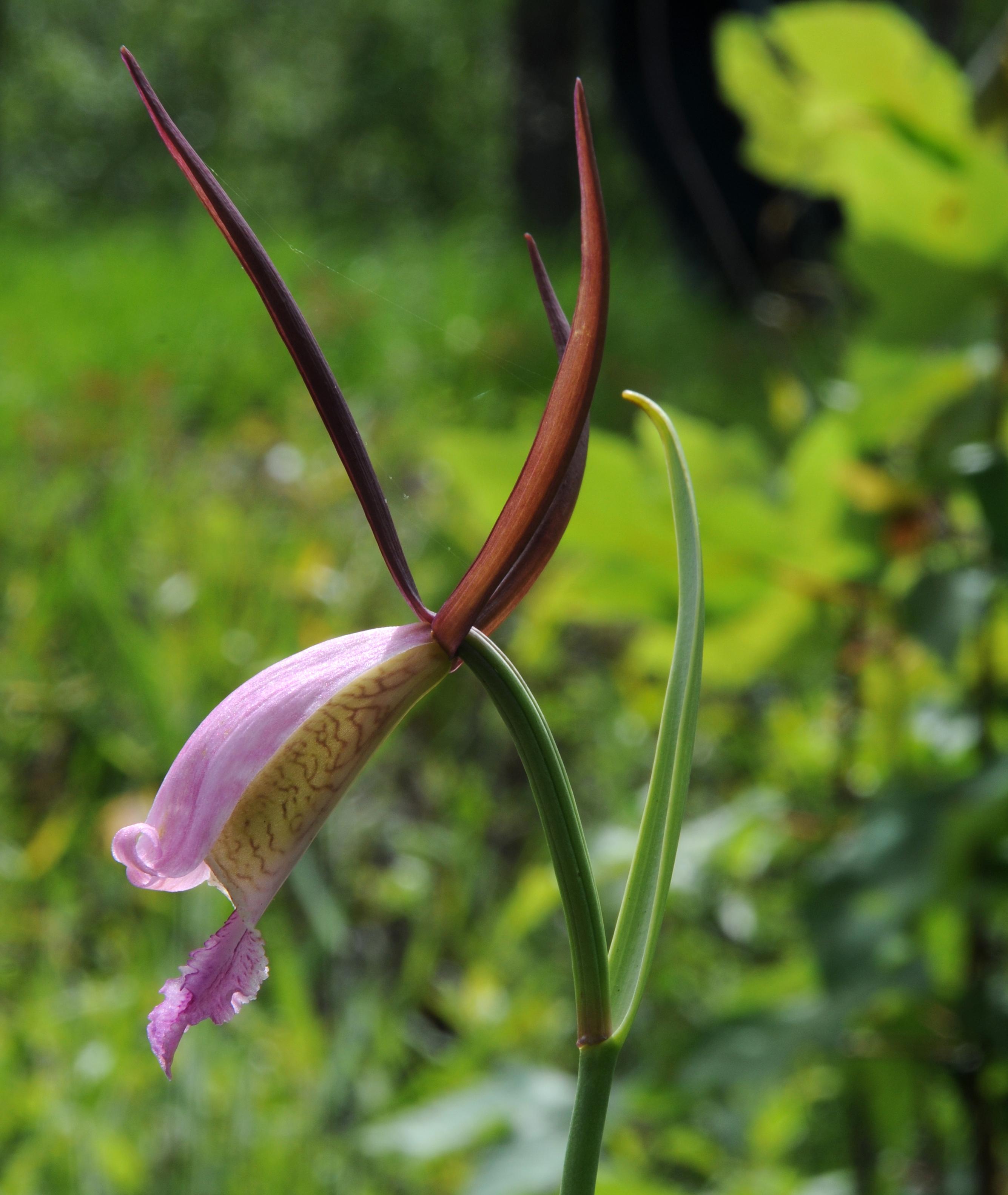 Cleistesiopsis1_mkm.jpg