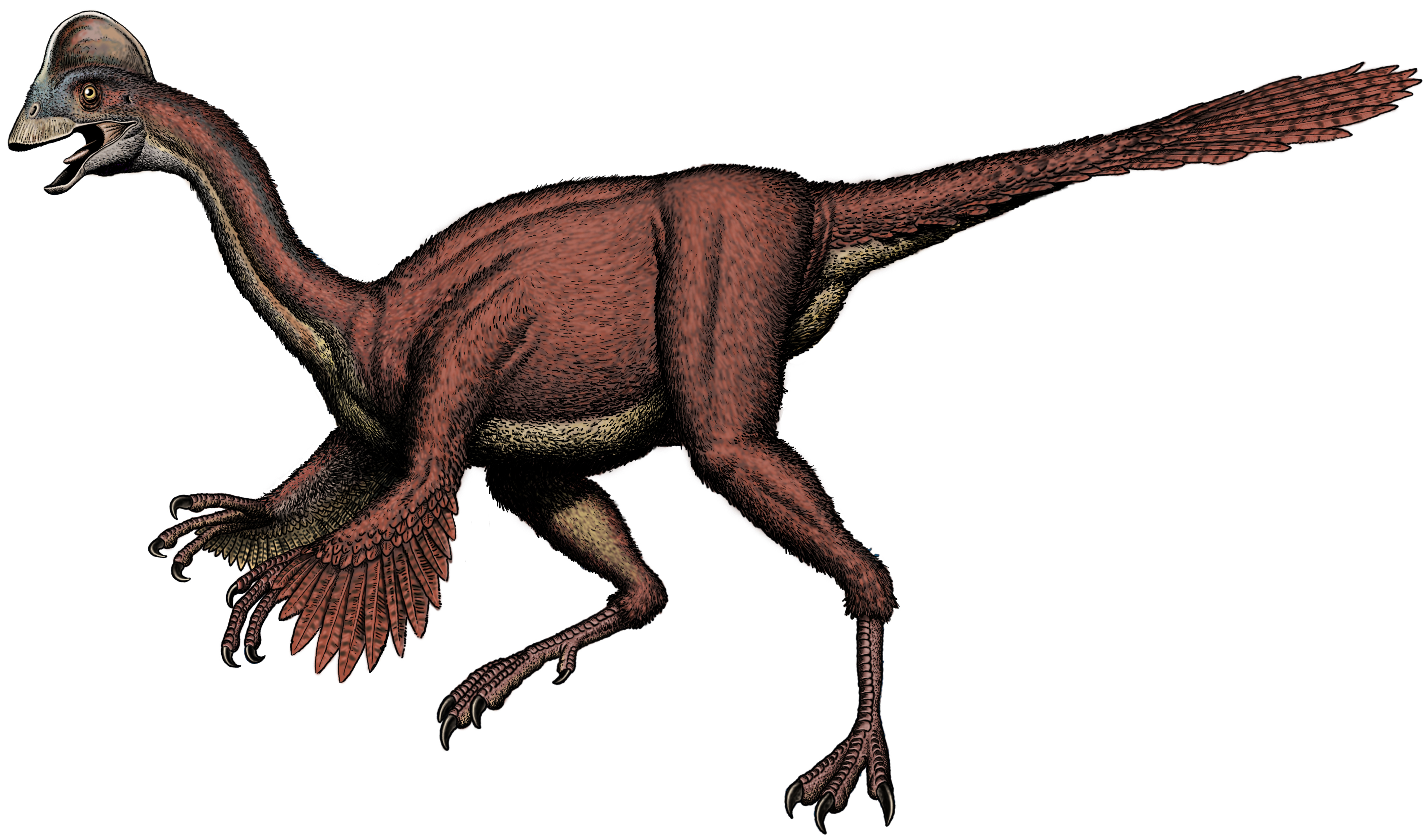 Oviraptorosaurian-pic-3