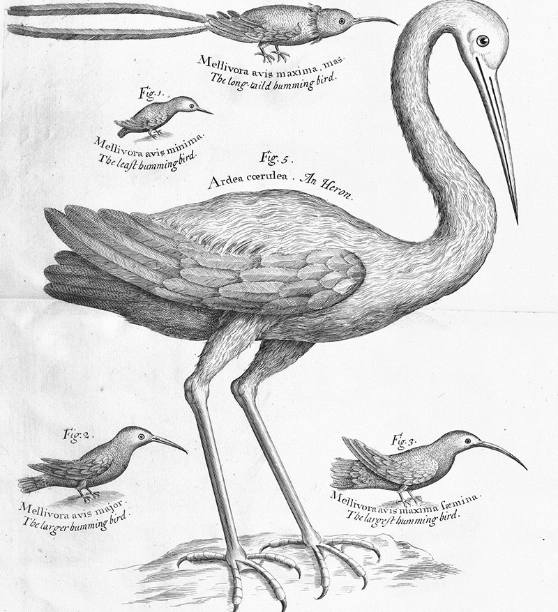 Birds_sloane.jpg