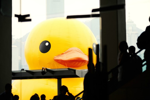duck-closeup.jpg