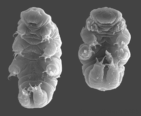 A tardigrade curls up into a dehydrated tun, allowing it to survive for years without water.