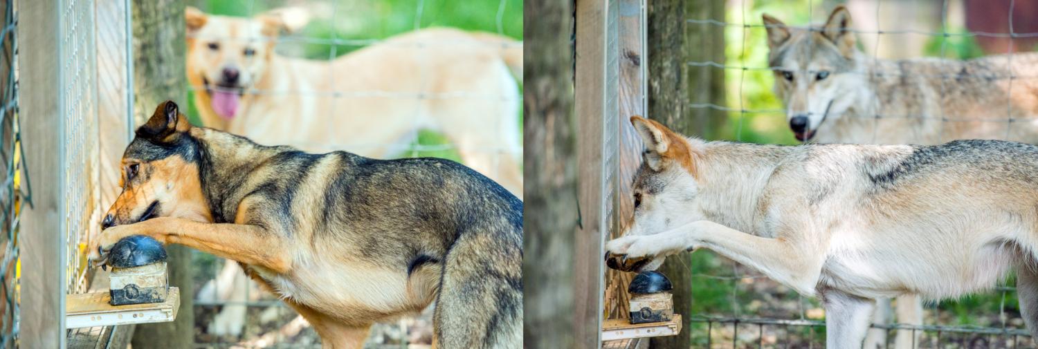 Wolf and Dog