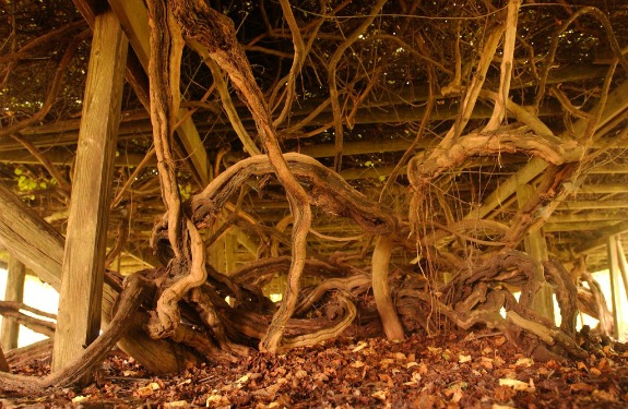 North Carolina’s 400-year-old “Mother Vine”