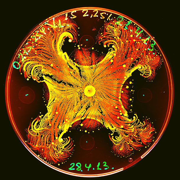P. vortex exposed to a chemotherapy substance, by Eshel Ben-Jacob