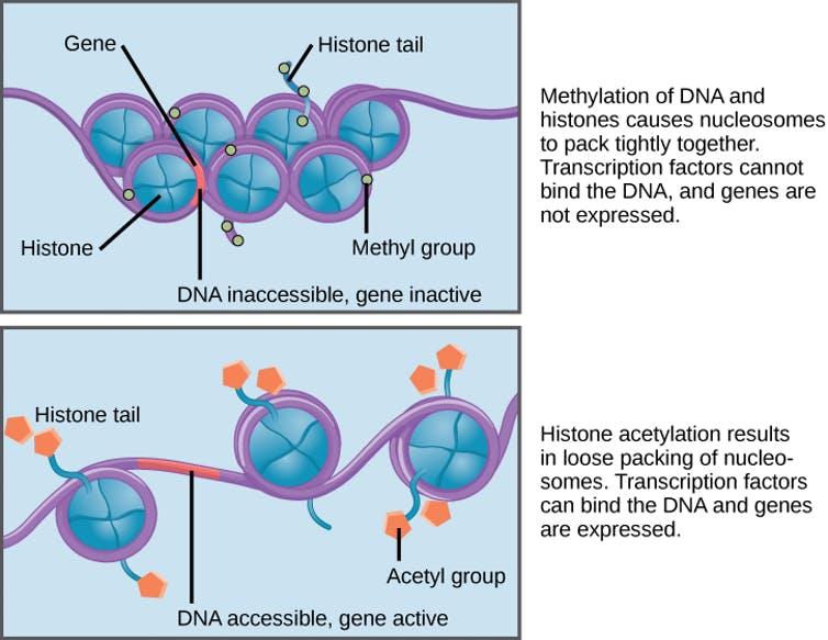 Adding an acetyl tag to histone