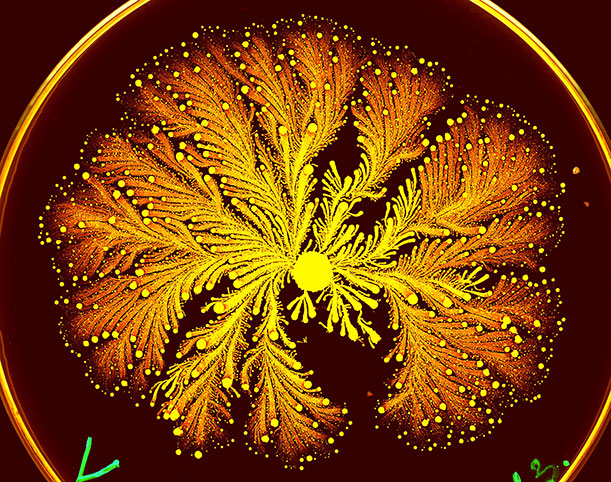 P. vortex, by Eshel Ben-Jacob