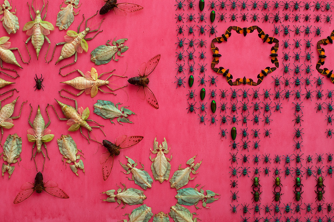 In the Midnight Garden, detail, Jennifer Angus, 2015