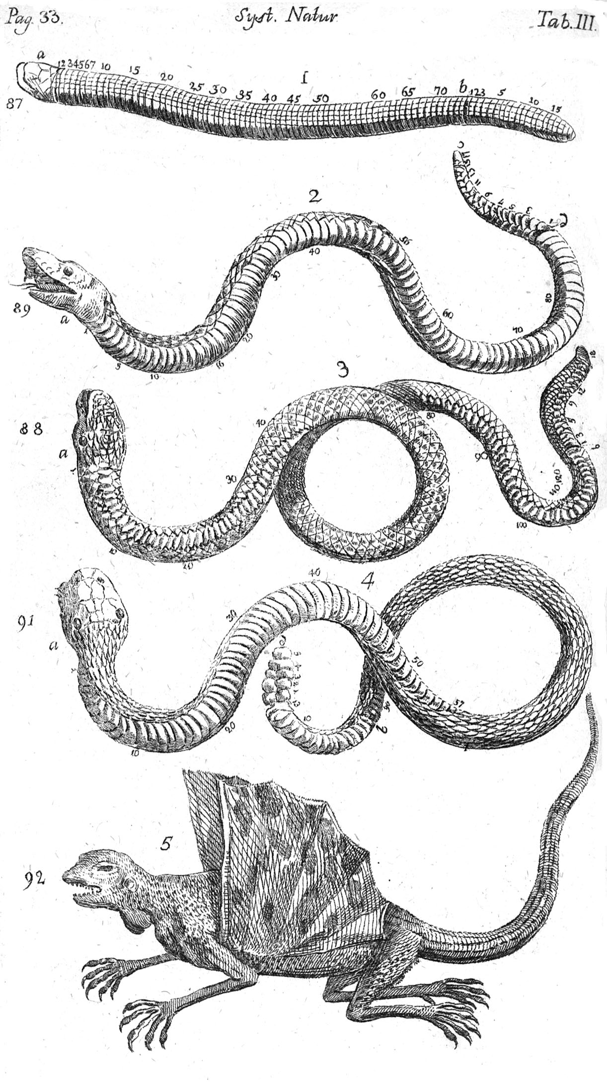 Systema_Naturae_Plate_III.jpg