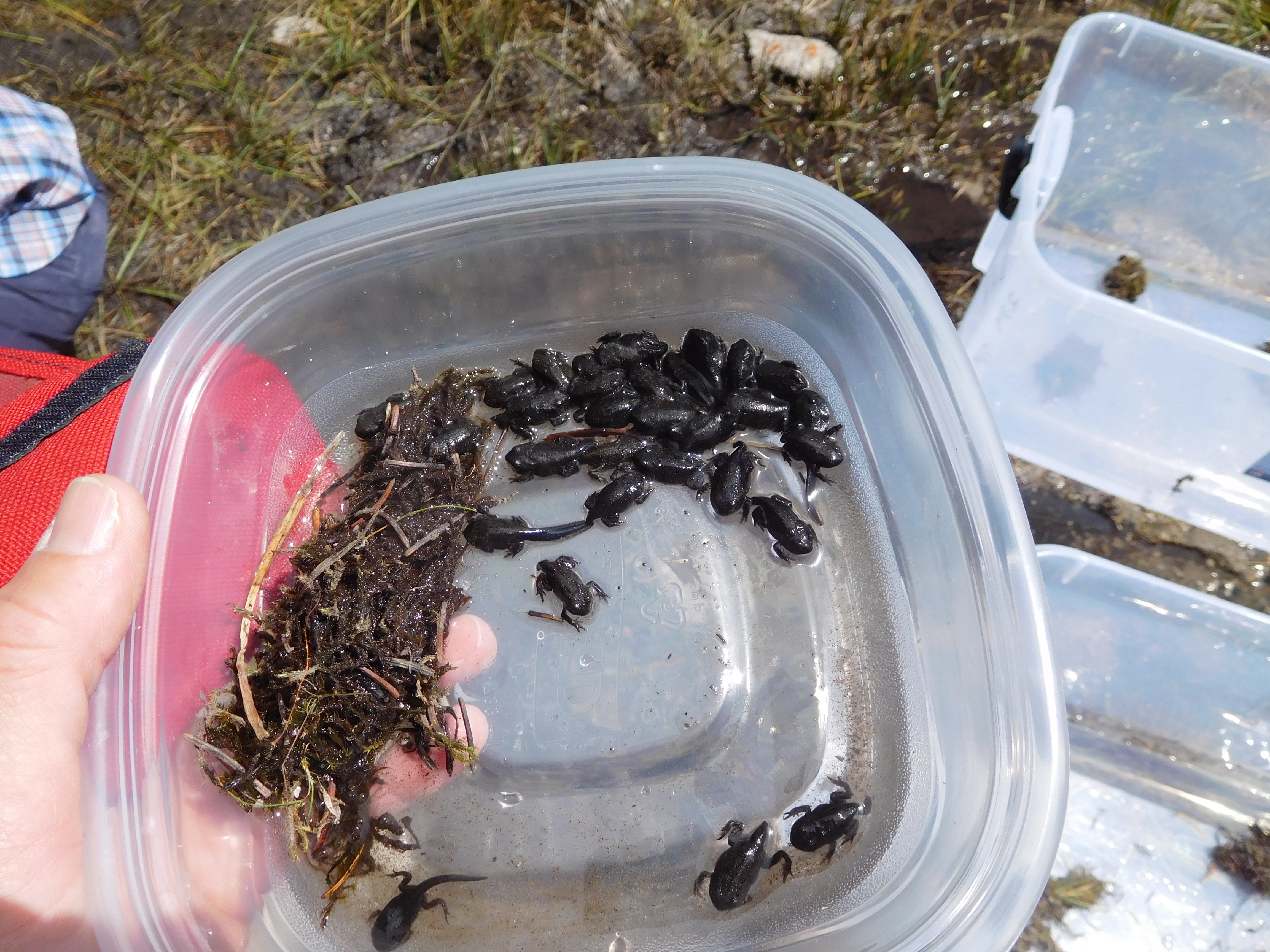 Metamorphs.JPG
