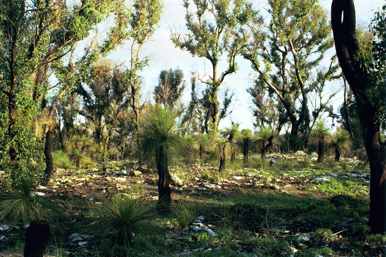 Yonderup Regrowth