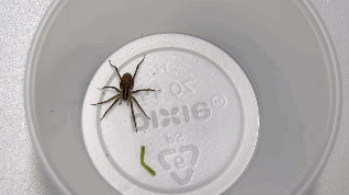 spider-1.gif