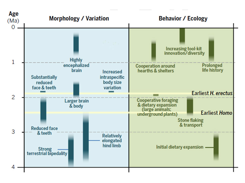 morphology.jpg