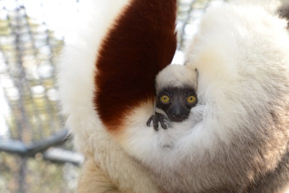 02_01_2013_baby-lemur-e1359728760742.jpg