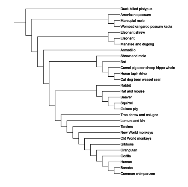 602px-The_Ancestors_Tale_Mammals_cladogram.png