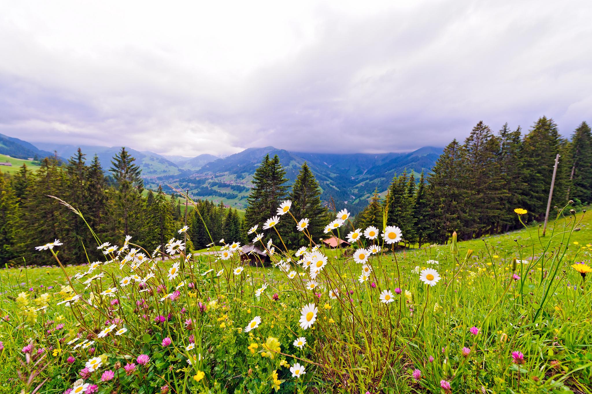 Adelboden Flower Trail