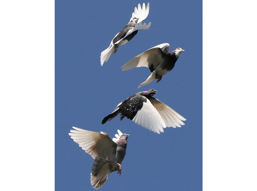 800px-Domestic_Pigeon_Flock.jpg