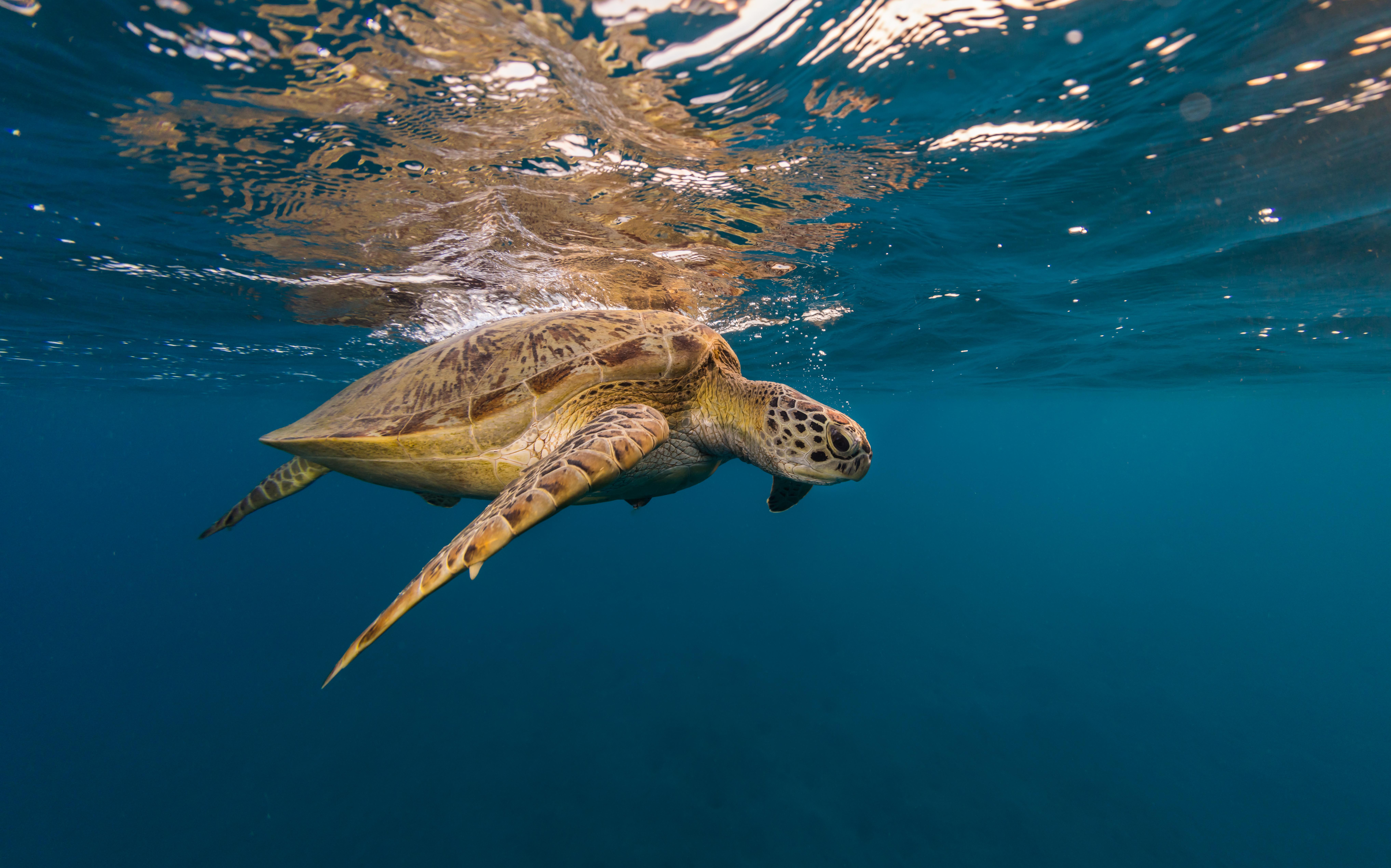 Hawksbill turtle trying to breath