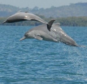 Australian humpback dolphin