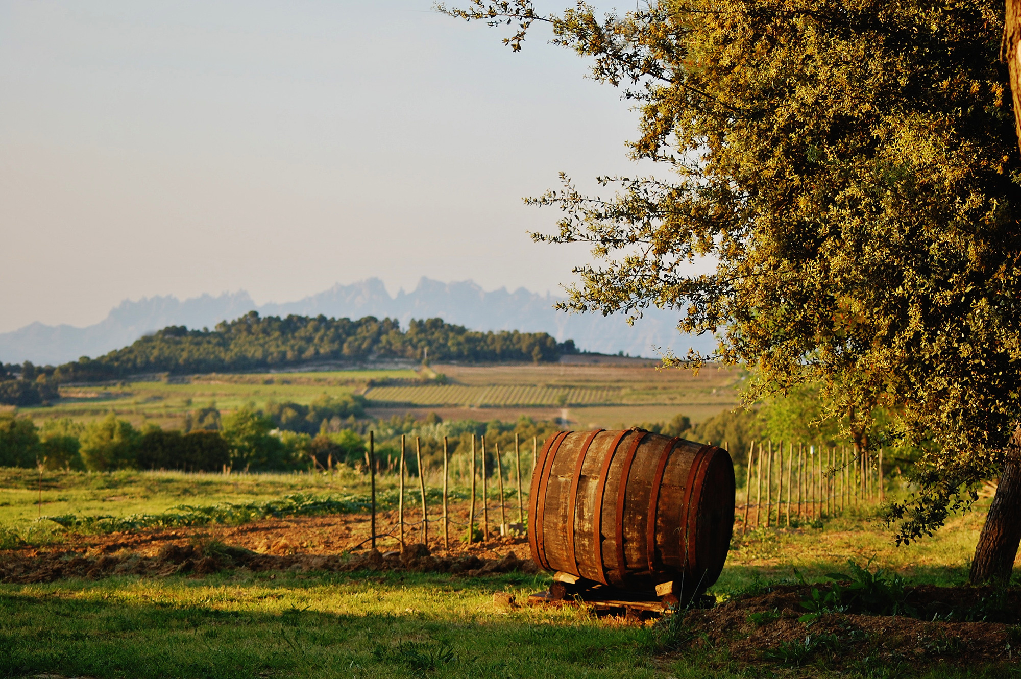Winery-Maria-Rosa-Ferre-WEB RESIZE.jpg