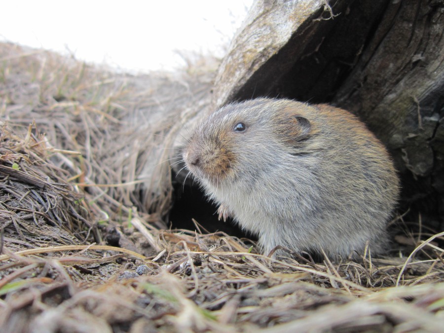 lemming.jpg