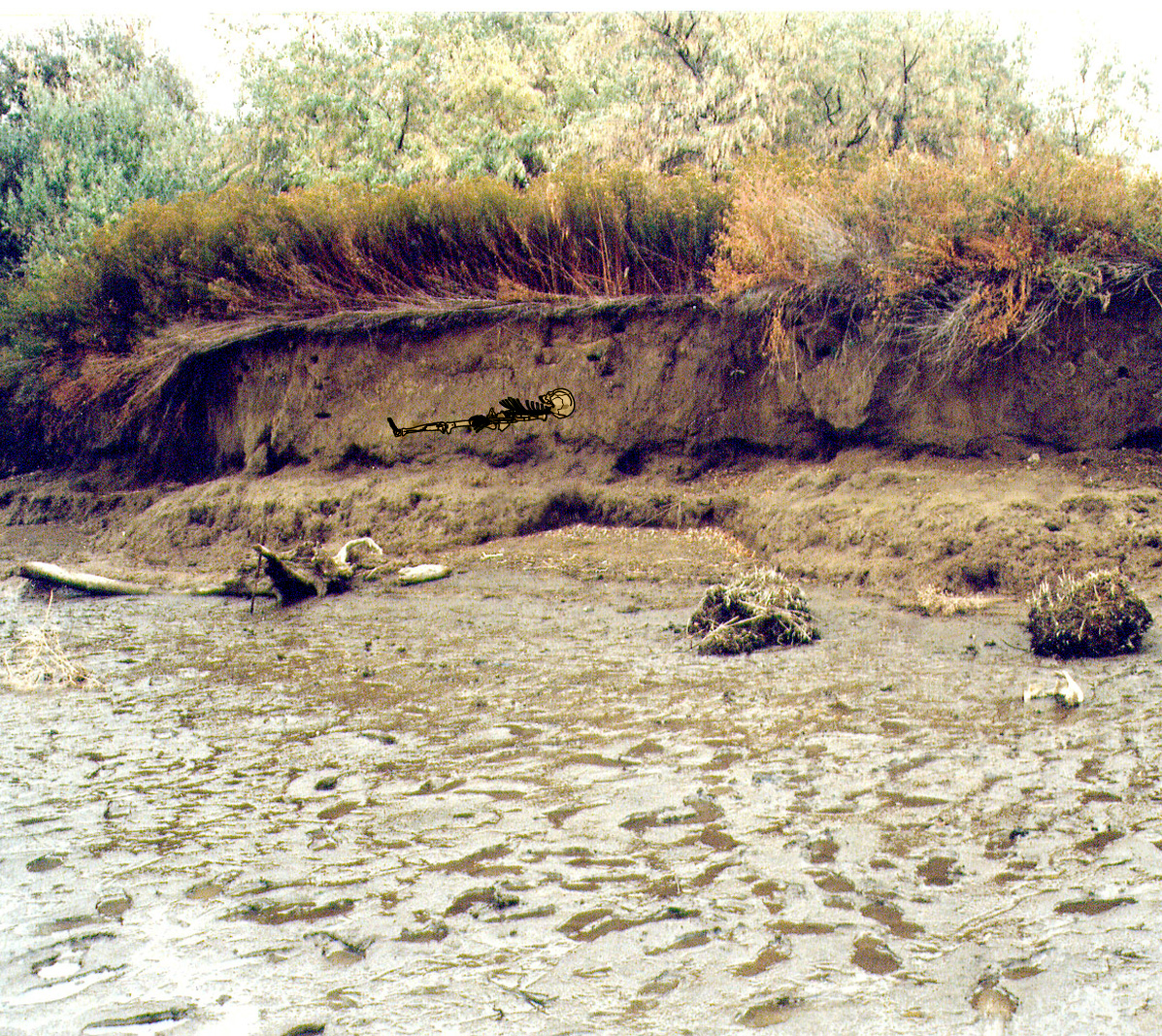 the kennewick man and nagpra essay the kennewick man and nagpra essay