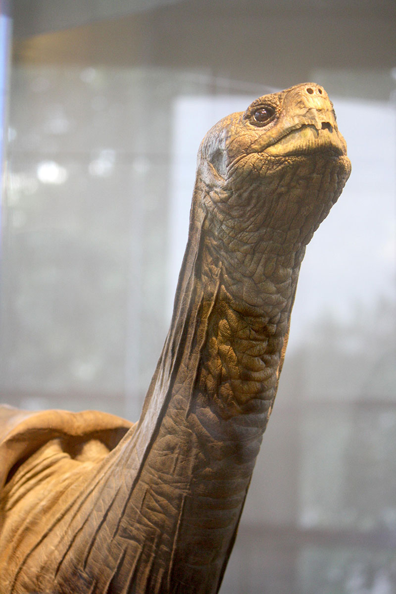 Lonesome-George-head.jpg