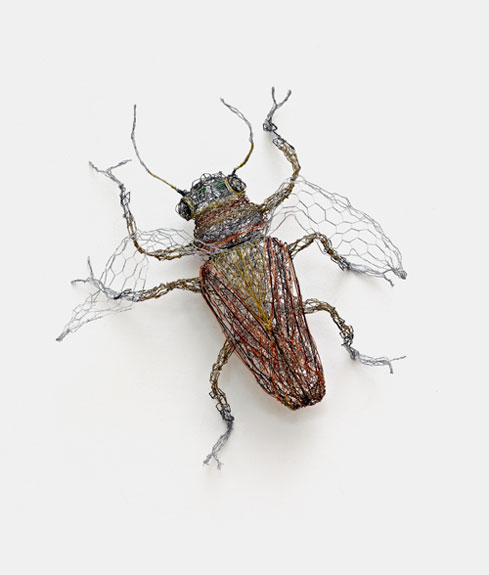 “Blackeyed Beetle”