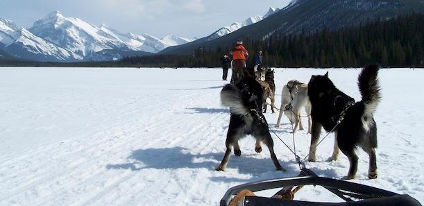 dog-sled.jpg