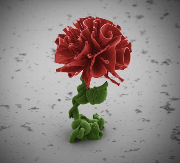 red-nanoflower-Wim-Noorduin.jpg