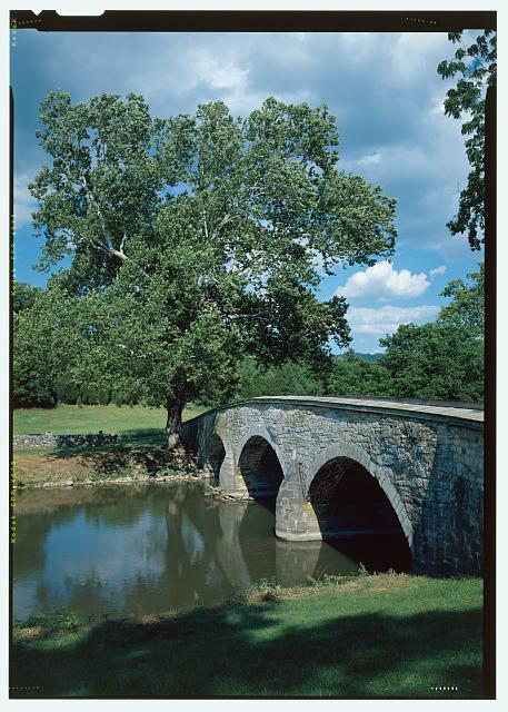 Burnside sycamore.jpg