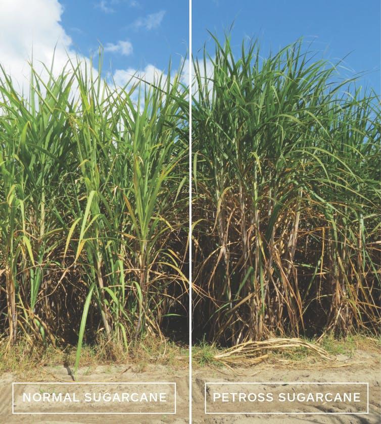 Normal sugarcane