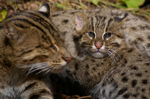 Cats4.png