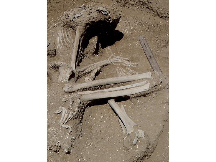 pregnant-fossil.jpg
