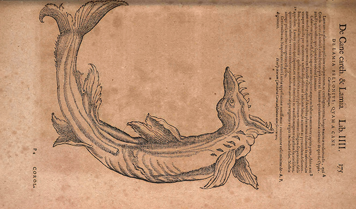 gessnergreatwhite.jpg